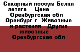 Сахарный поссум Белка летяга. › Цена ­ 5 000 - Оренбургская обл., Оренбург г. Животные и растения » Другие животные   . Оренбургская обл.